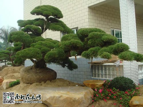 五針?biāo)蓤D片2