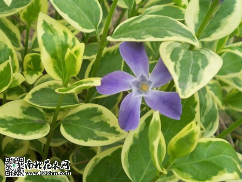 花葉蔓長(zhǎng)春圖片4