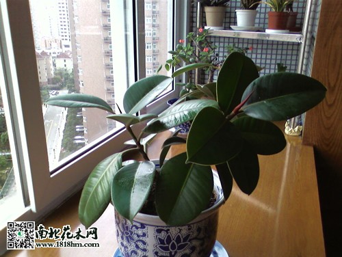 橡皮樹