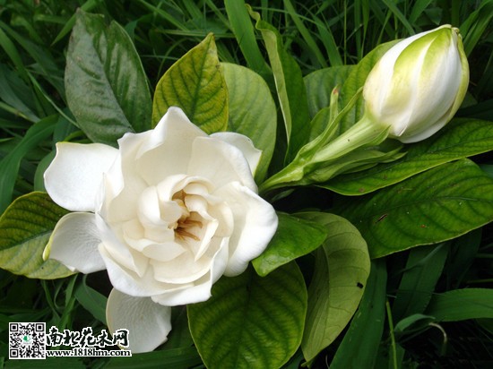 梔子花落蕾