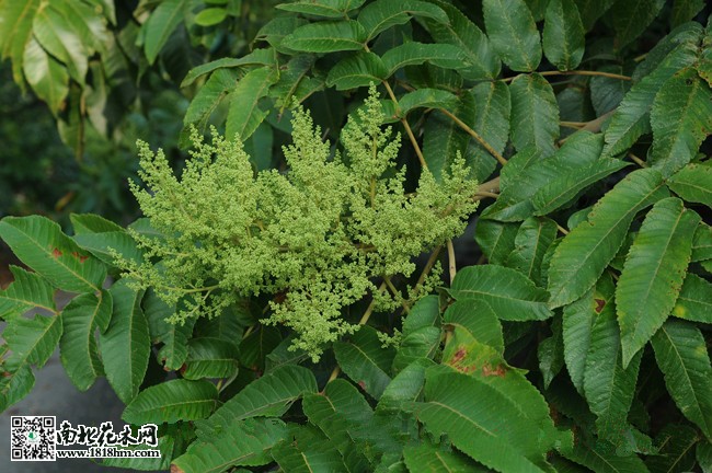 Rhus chinensis_01_04_meitu_2