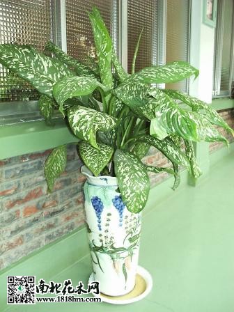 大王萬(wàn)年青