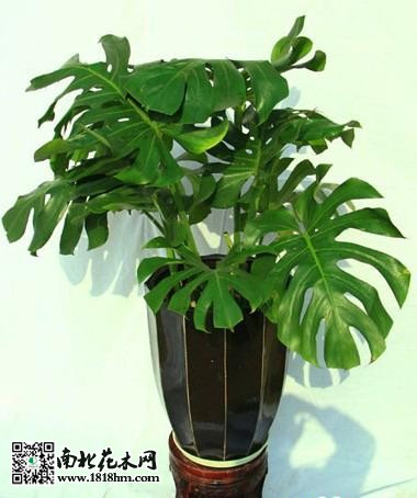 龜背竹