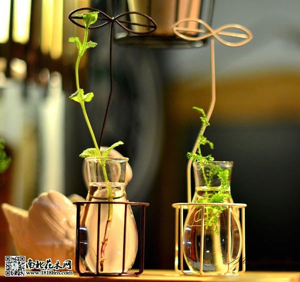 水培植物