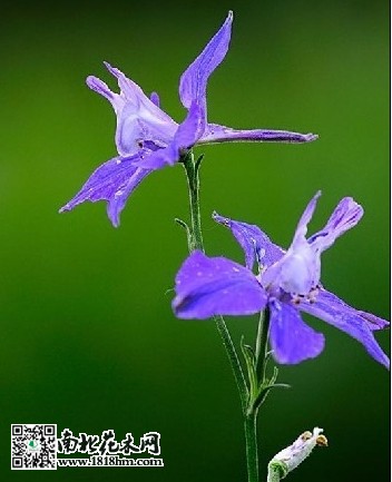 云南雀翠花