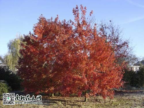 ..%2Fpicture%2Fproduction%2FC00000052603%2F55902%2F559022013102810552