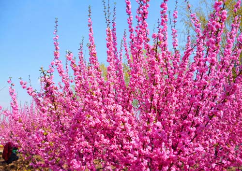 榆葉梅開(kāi)花