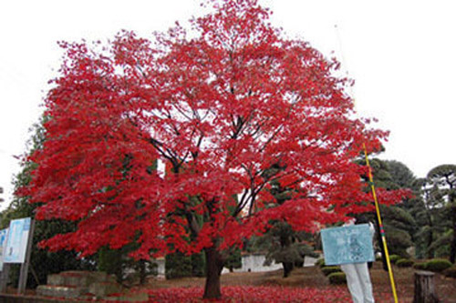 日本紅楓