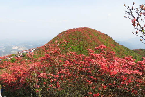 杜鵑花