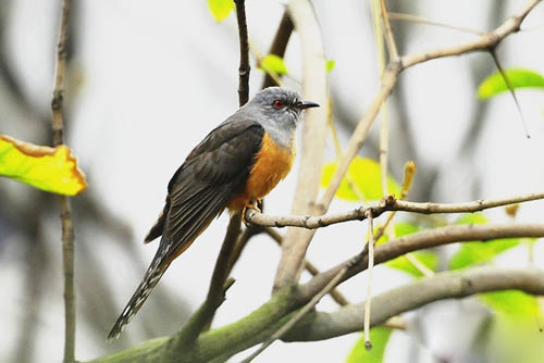 杜鵑鳥圖片