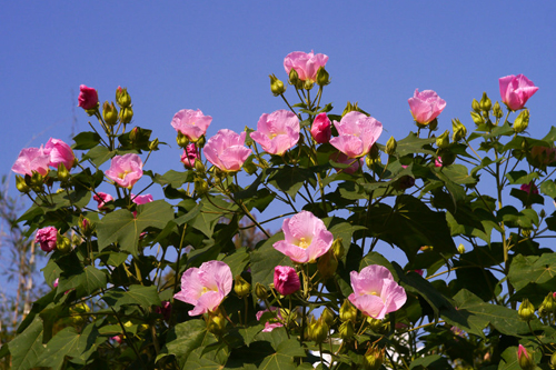 木芙蓉