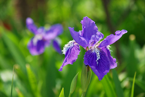 蘭花圖片