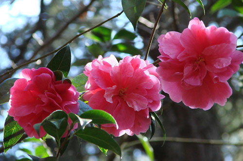 山茶花圖片