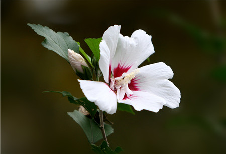 扶桑花圖片