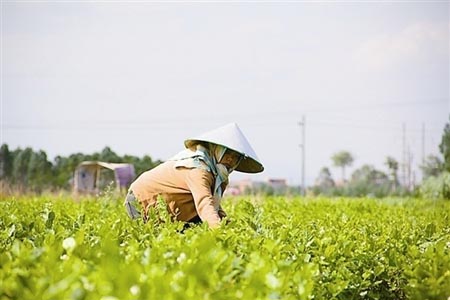 茉莉花花語