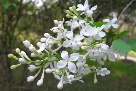 丁香花花語(yǔ)