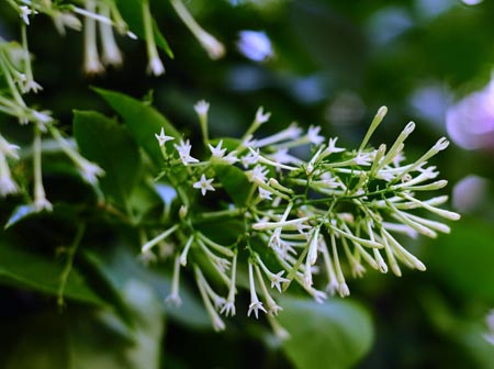 夜來香開花時(shí)間