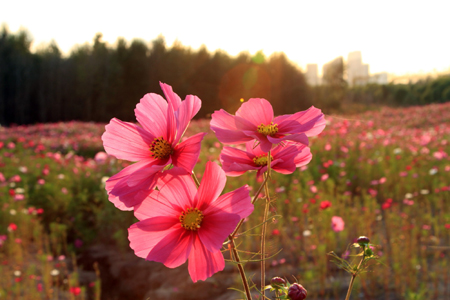 波斯菊花語