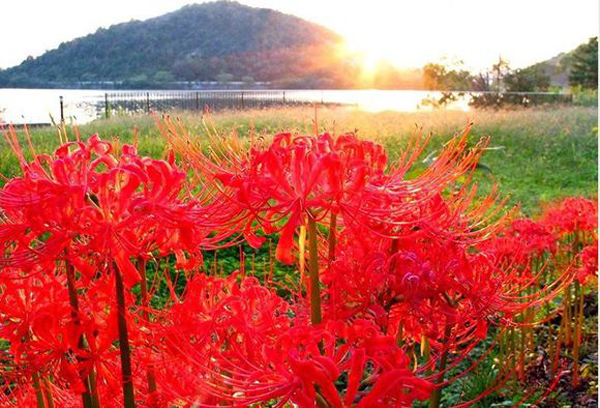 曼陀羅花圖片