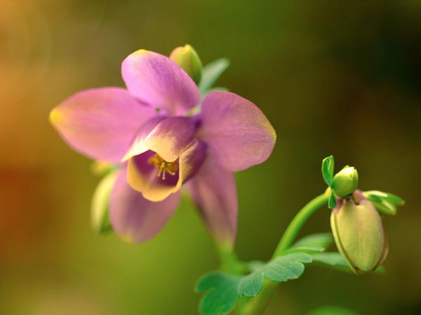 水仙花圖片