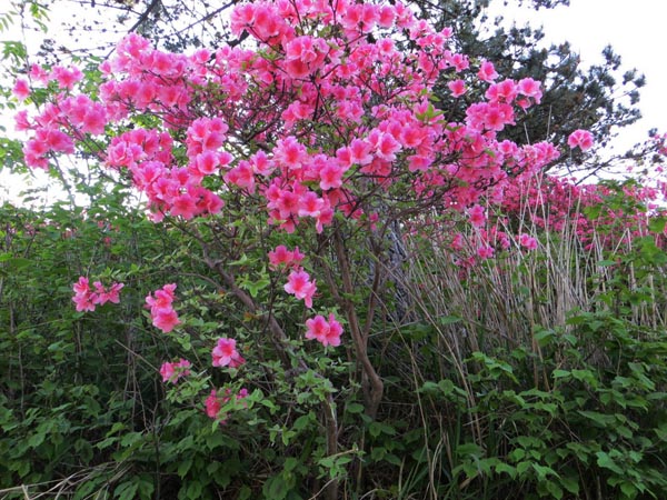 杜鵑花圖片