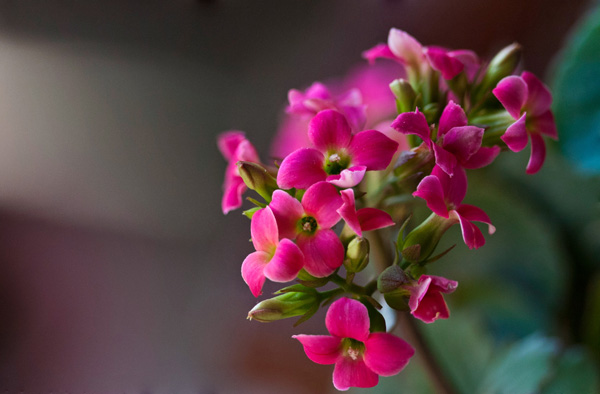 長(zhǎng)壽花花語(yǔ)